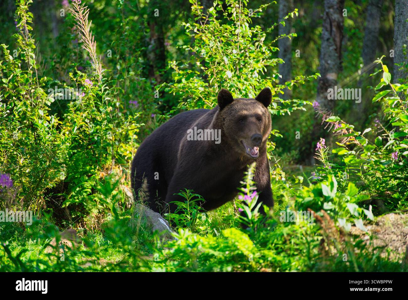 Un orso bruno in una fitta foresta vicino al confine russo in Finlandia. Catturato nel suo habitat naturale. Foto Stock