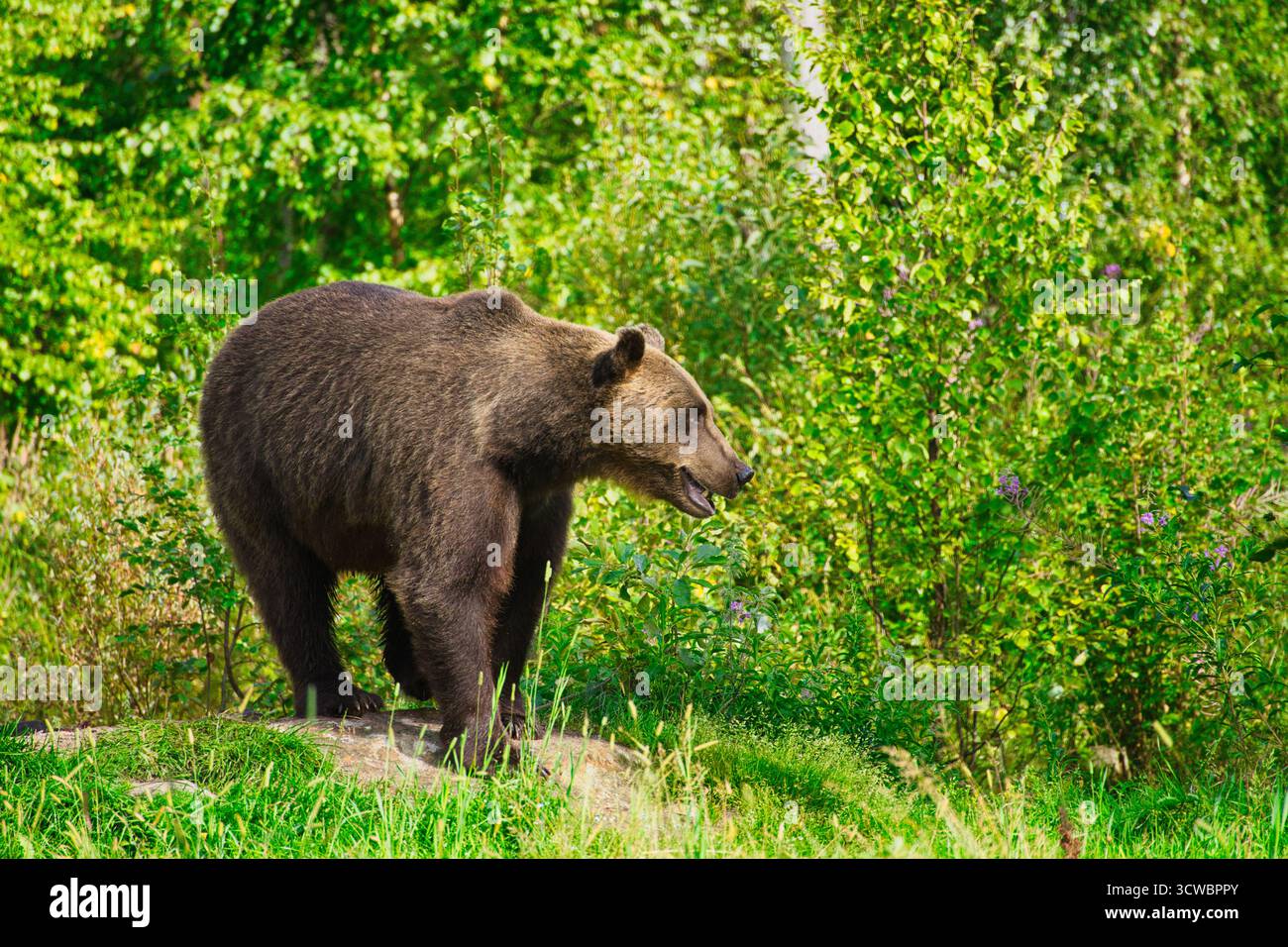 Un orso bruno in una fitta foresta vicino al confine russo in Finlandia. Catturato nel suo habitat naturale. Foto Stock