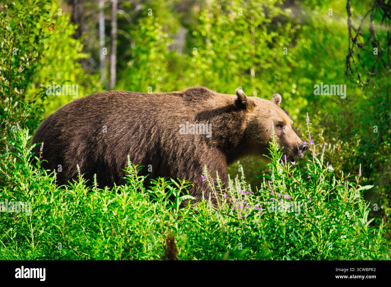 Un orso bruno in una fitta foresta vicino al confine russo in Finlandia. Catturato nel suo habitat naturale. Foto Stock