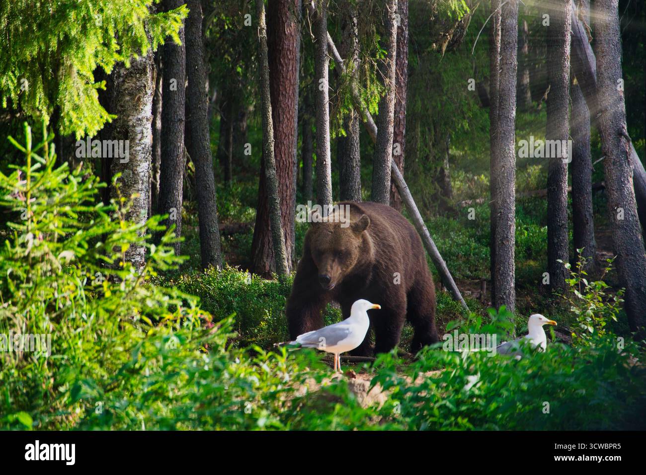 Orso bruno nella foresta finlandese distratto da un gabbiano durante la caccia, un momento unico nella natura selvaggia. Foto Stock