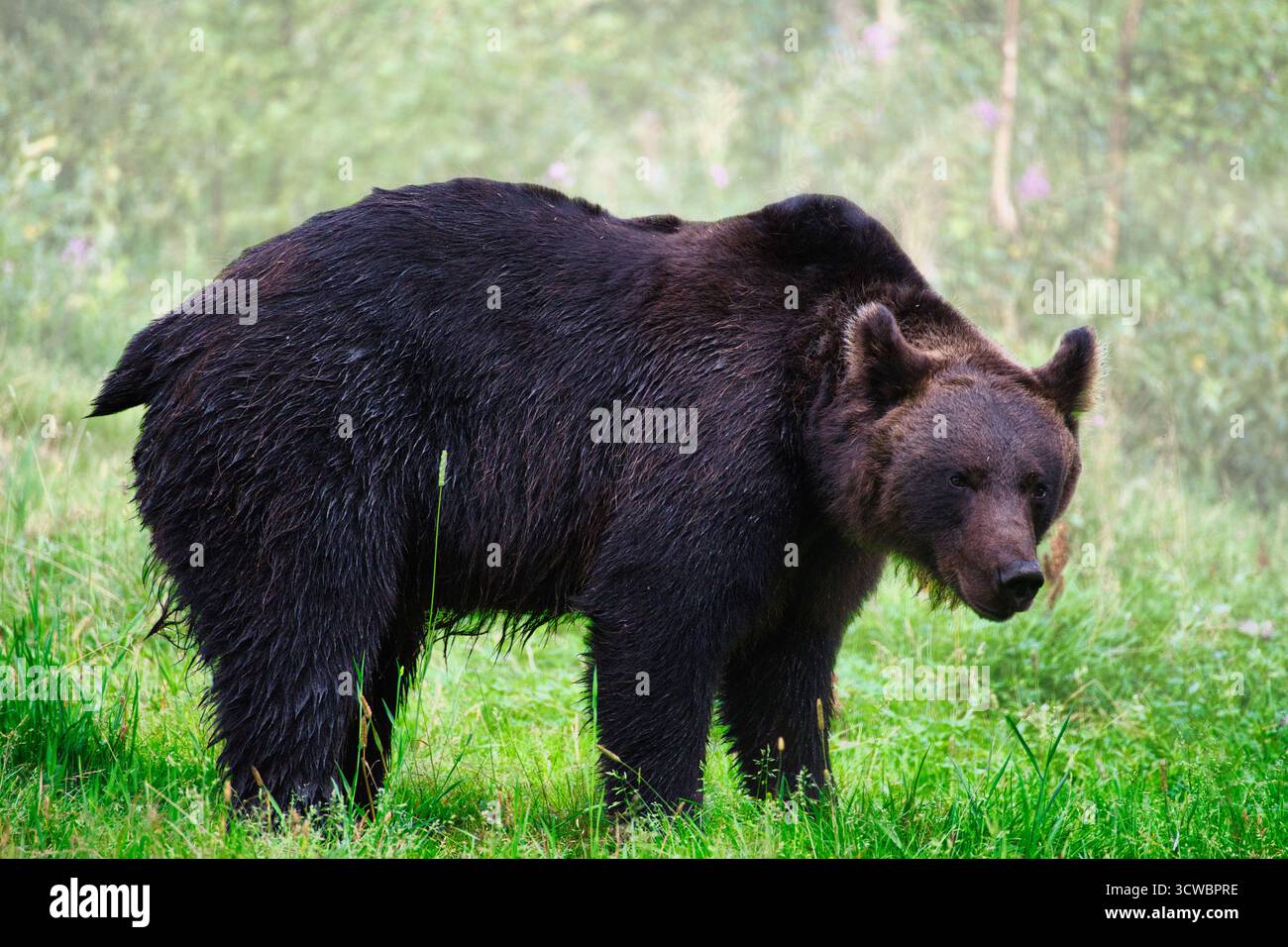 Un orso bruno in una fitta foresta vicino al confine russo in Finlandia. Catturato nel suo habitat naturale. Foto Stock