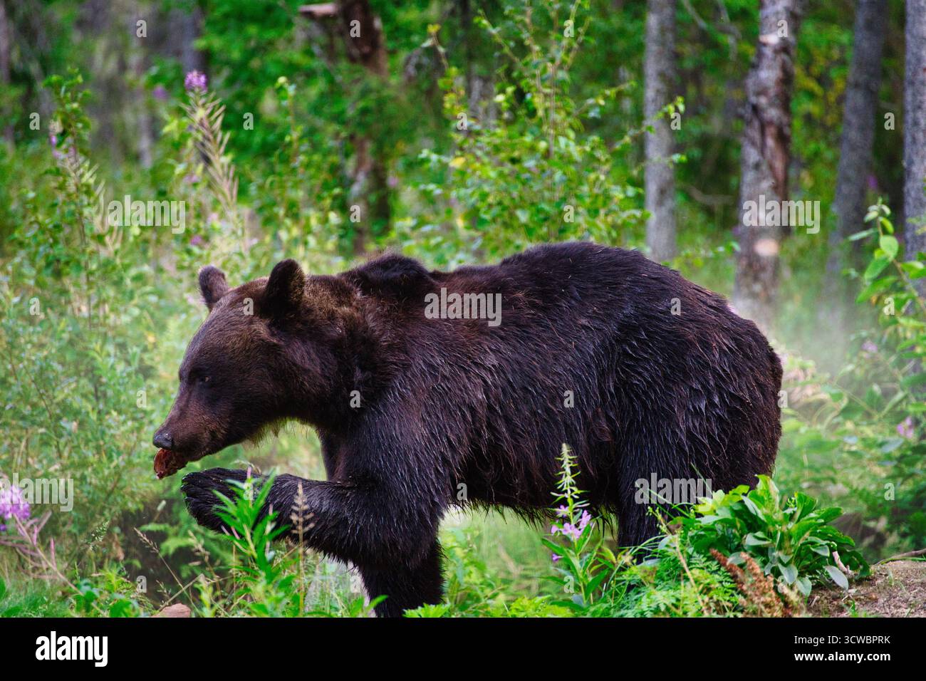 Un orso bruno in una fitta foresta vicino al confine russo in Finlandia. Catturato nel suo habitat naturale. Foto Stock