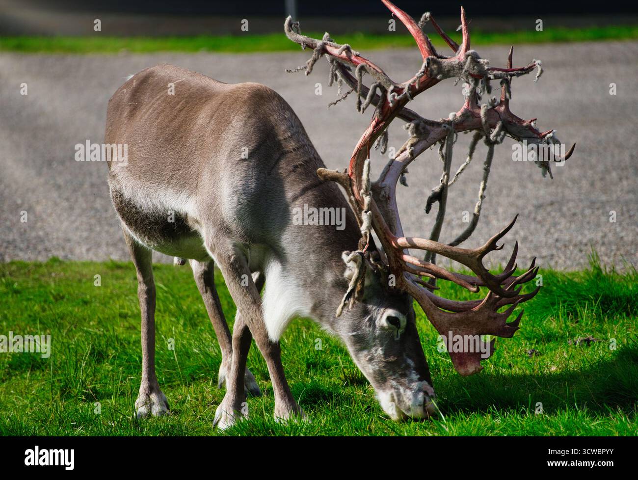 Una renna con velluto sparso sulle sue corna in un ambiente naturale. La foto cattura il processo di distacco del velluto, rivelando la corna dura. Foto Stock