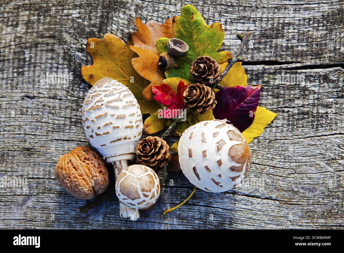 Sistemazione autunnale con foglie, coni, funghi e noci su fondo naturale in legno, Weinviertel bassa Austria Austria Austria Foto Stock