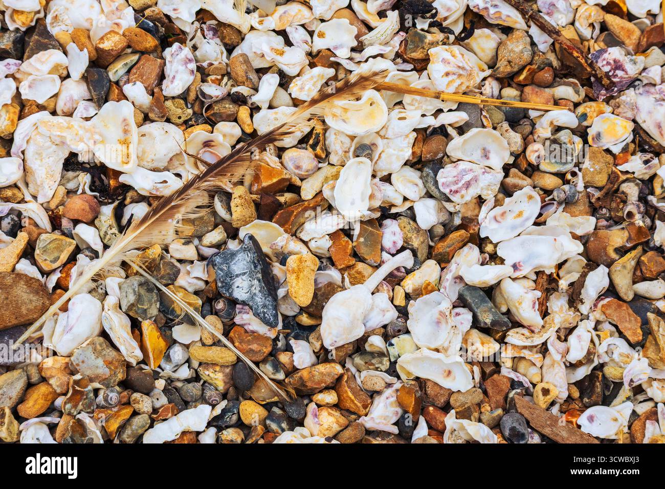 Shingle e Sea Shells sulla spiaggia di Thorpe Bay con piume scartate da un uccello marino Foto Stock