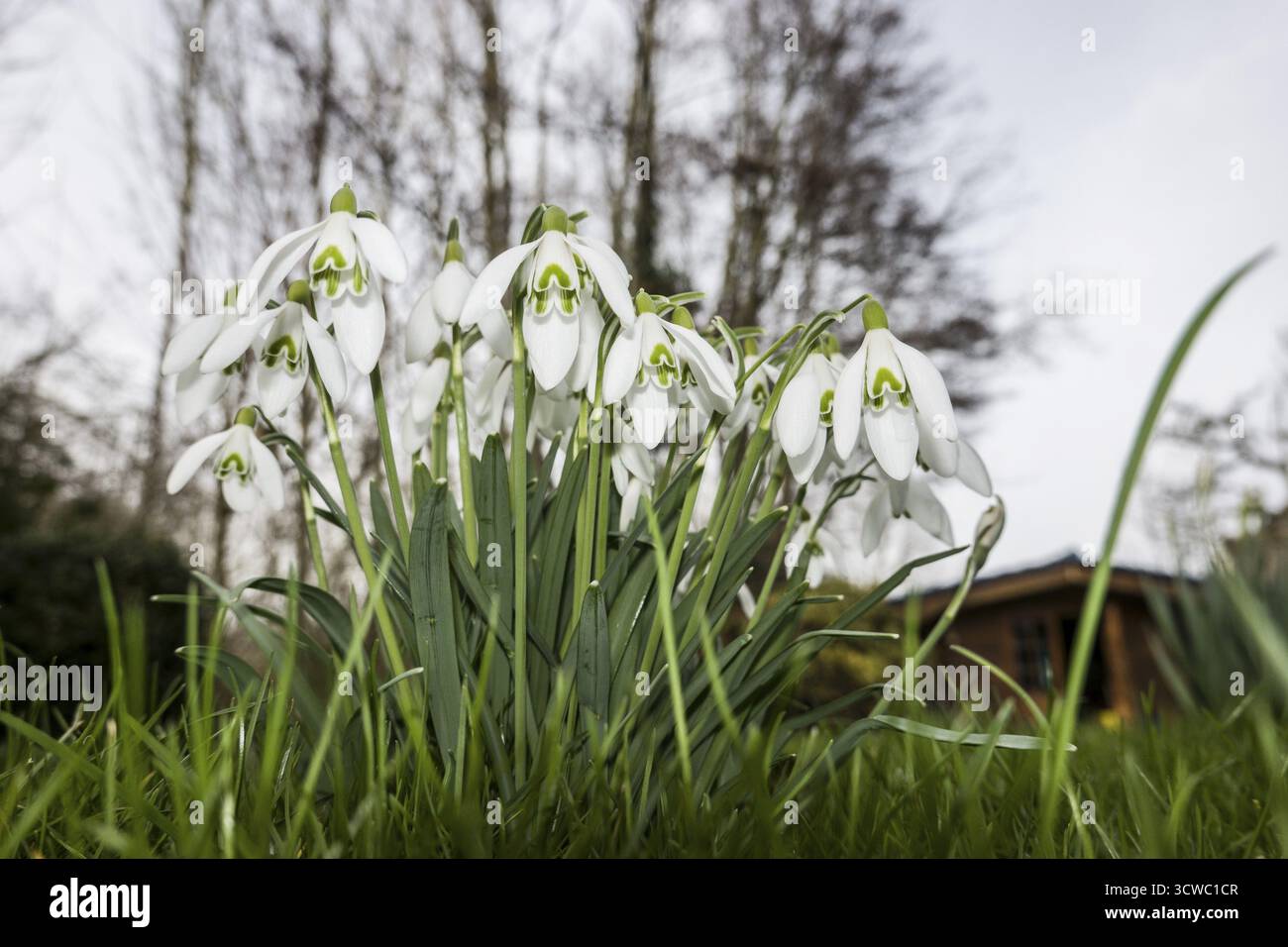 Less snowdrop (Galanthus nivalis), noto anche come Common snowdrop Foto Stock
