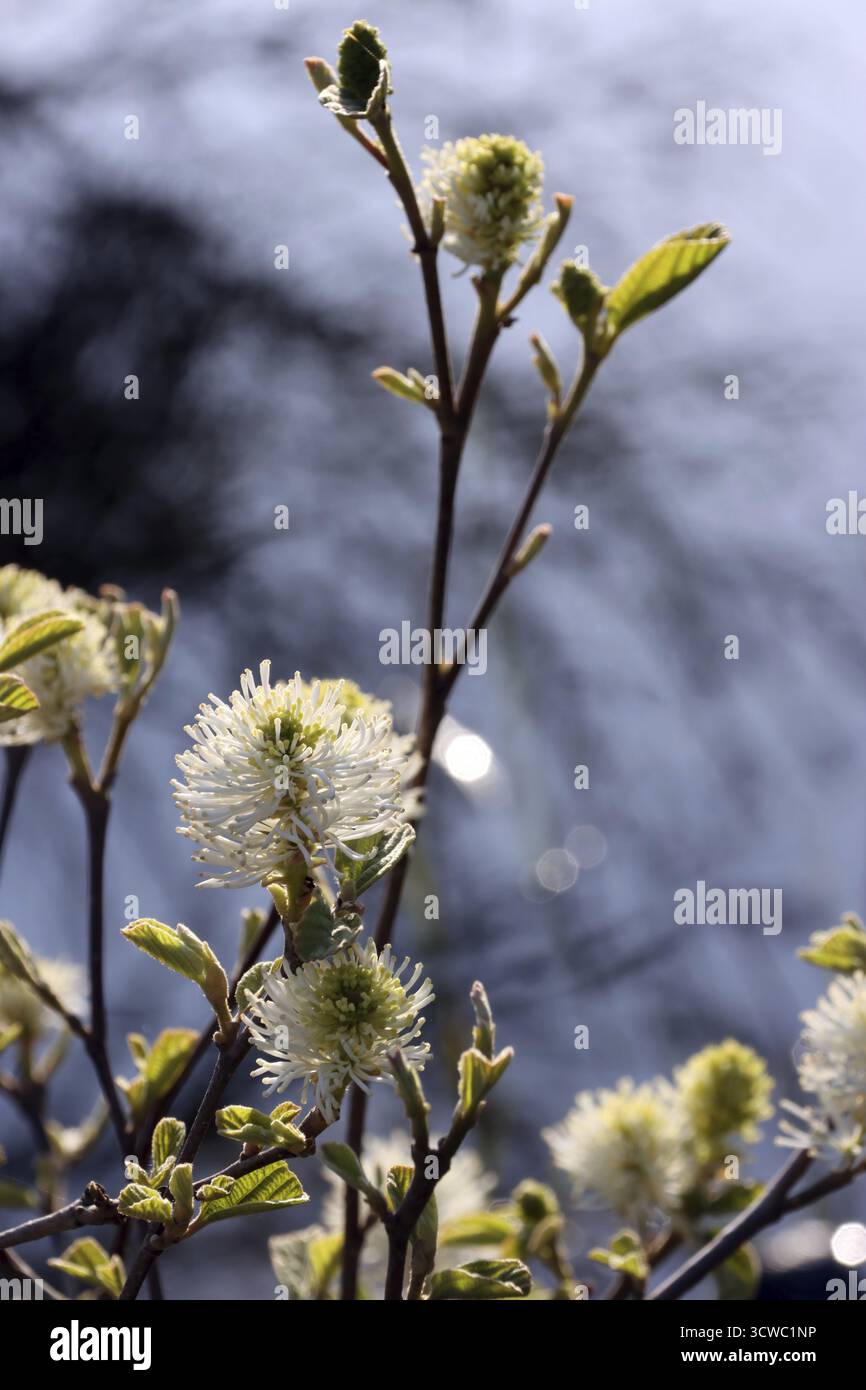Grande boccola di piume (Fothergilla Major) - arbusto fiorito Foto Stock