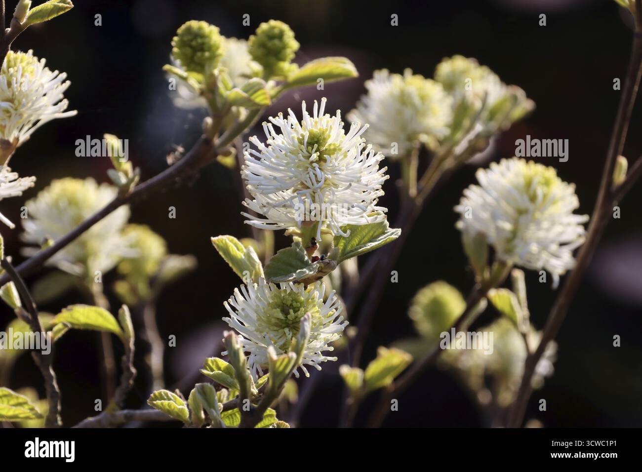 Grande boccola di piume (Fothergilla Major) - arbusto fiorito Foto Stock