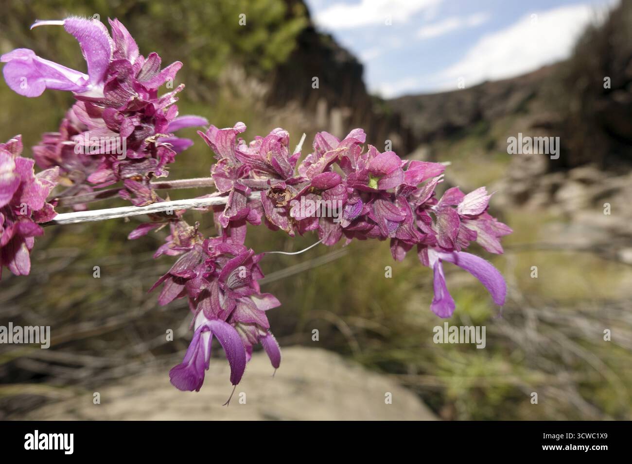 Canary Sage (Salvia canariensis) nel Barranco de los Guinchos, San Agustin, Gran Canaria, Spagna Foto Stock
