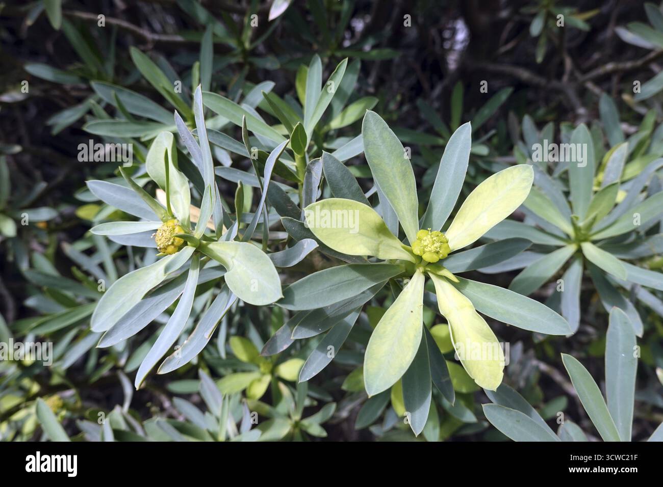 Balsam spurge Euphorbia balsamifera, Gran Canaria, Spagna, San Agustin Foto Stock