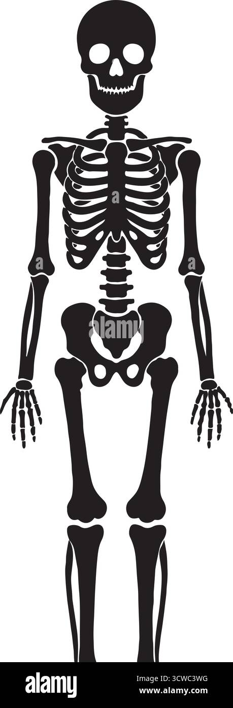 Silhouette Full Human Skeleton Grey su sfondo blu Illustrazione Vettoriale