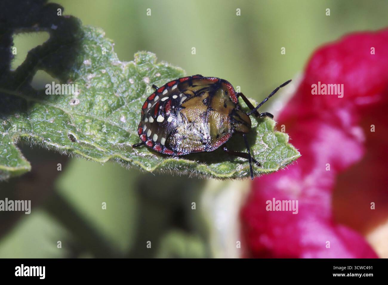 Nezara viridula (Nezara viridula), ninfa di 4° stadio Foto Stock