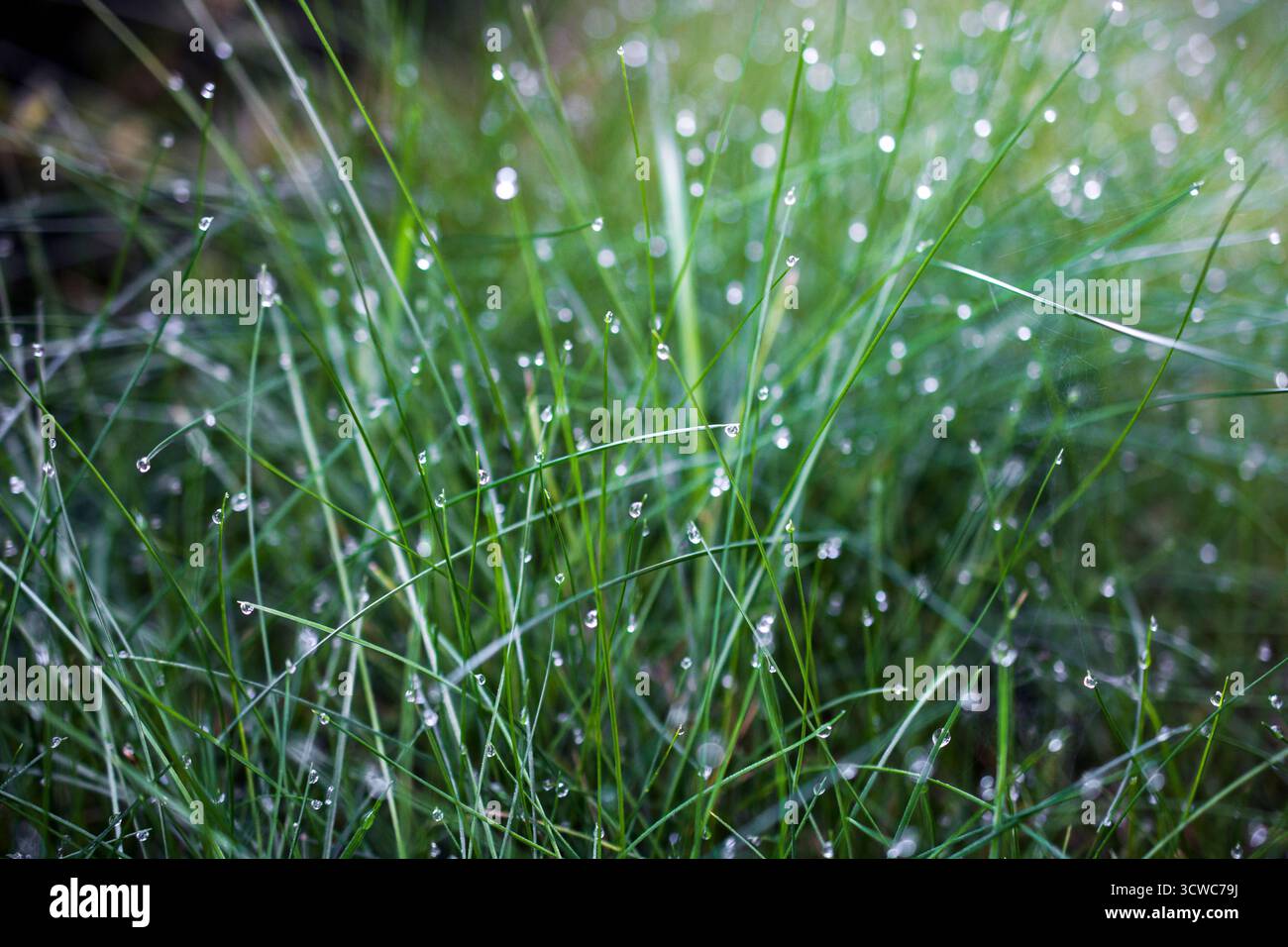 Fenomeno naturale, primo piano di lame d'erba verde adornate da scintillanti gocce di rugiada, catturate su uno sfondo leggermente sfocato con ligine sparsa Foto Stock