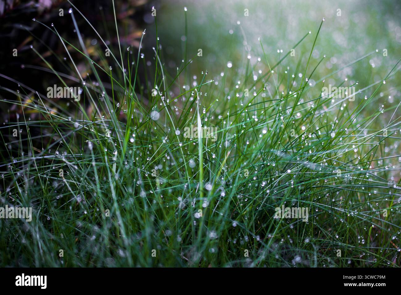 Fenomeno naturale, primo piano di lame d'erba verde adornate da scintillanti gocce di rugiada, catturate su uno sfondo leggermente sfocato con ligine sparsa Foto Stock