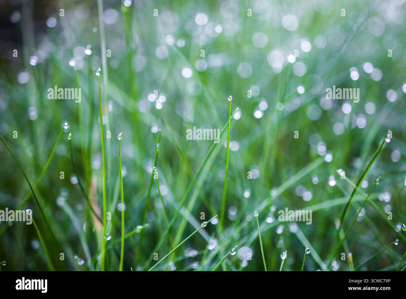 Fenomeno naturale, primo piano di lame d'erba verde adornate da scintillanti gocce di rugiada, catturate su uno sfondo leggermente sfocato con ligine sparsa Foto Stock