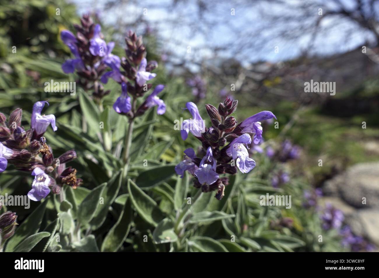 Salvia canaria (Salvia canariensis), endemica delle Isole Canarie, Garafia, la Palma, Isole Canarie, Spagna, Las Tricias Foto Stock