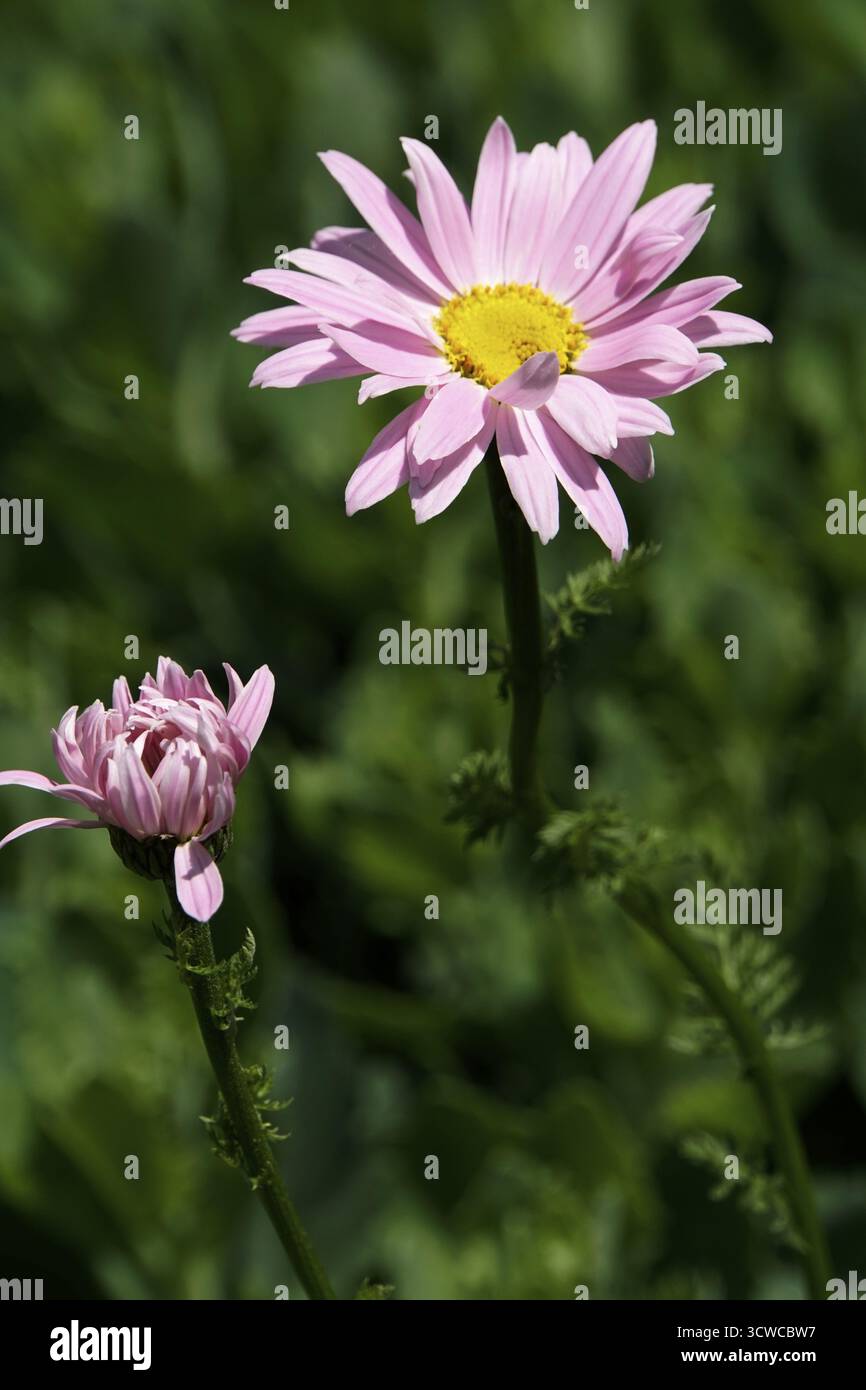 Il fiore di insetti armeno o caucasico è rosso di Robinson Foto Stock