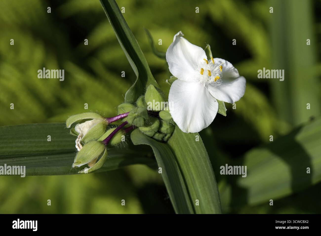 Fiore a tre maestri (Tradescantia andersoniana) Foto Stock