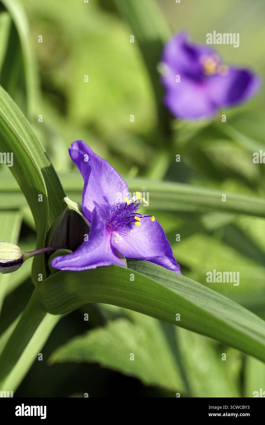 Fiore a tre maestri (Tradescantia andersoniana) Foto Stock