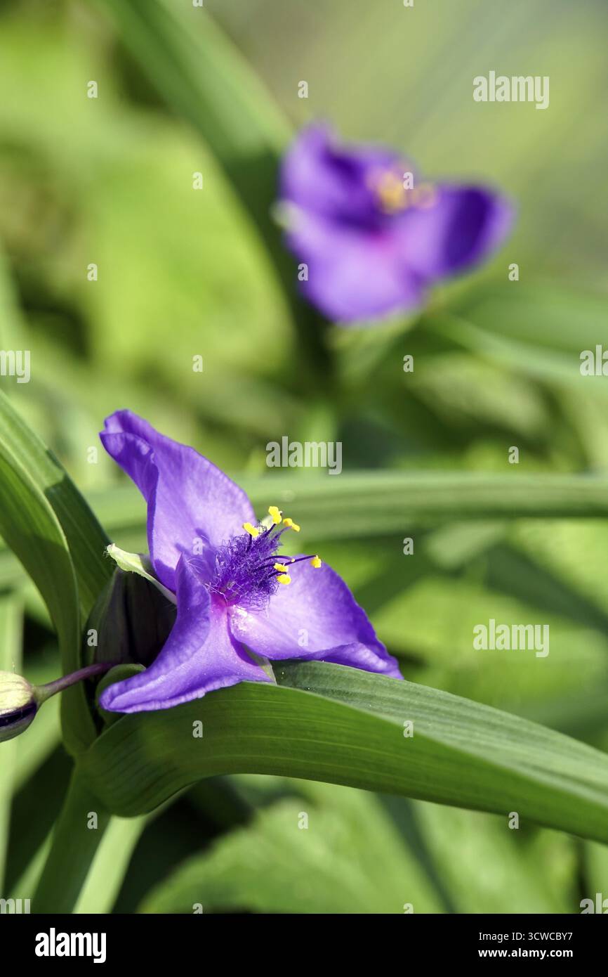 Fiore a tre maestri (Tradescantia andersoniana) Foto Stock