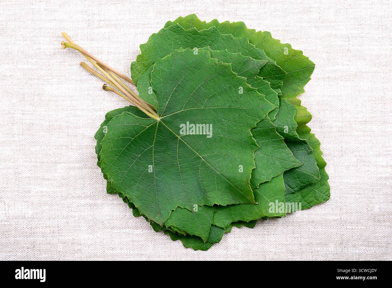 Foglie d'uva fresche, dall'alto, su lino. Foglie verdi impilate del comune vitigno. Foto Stock