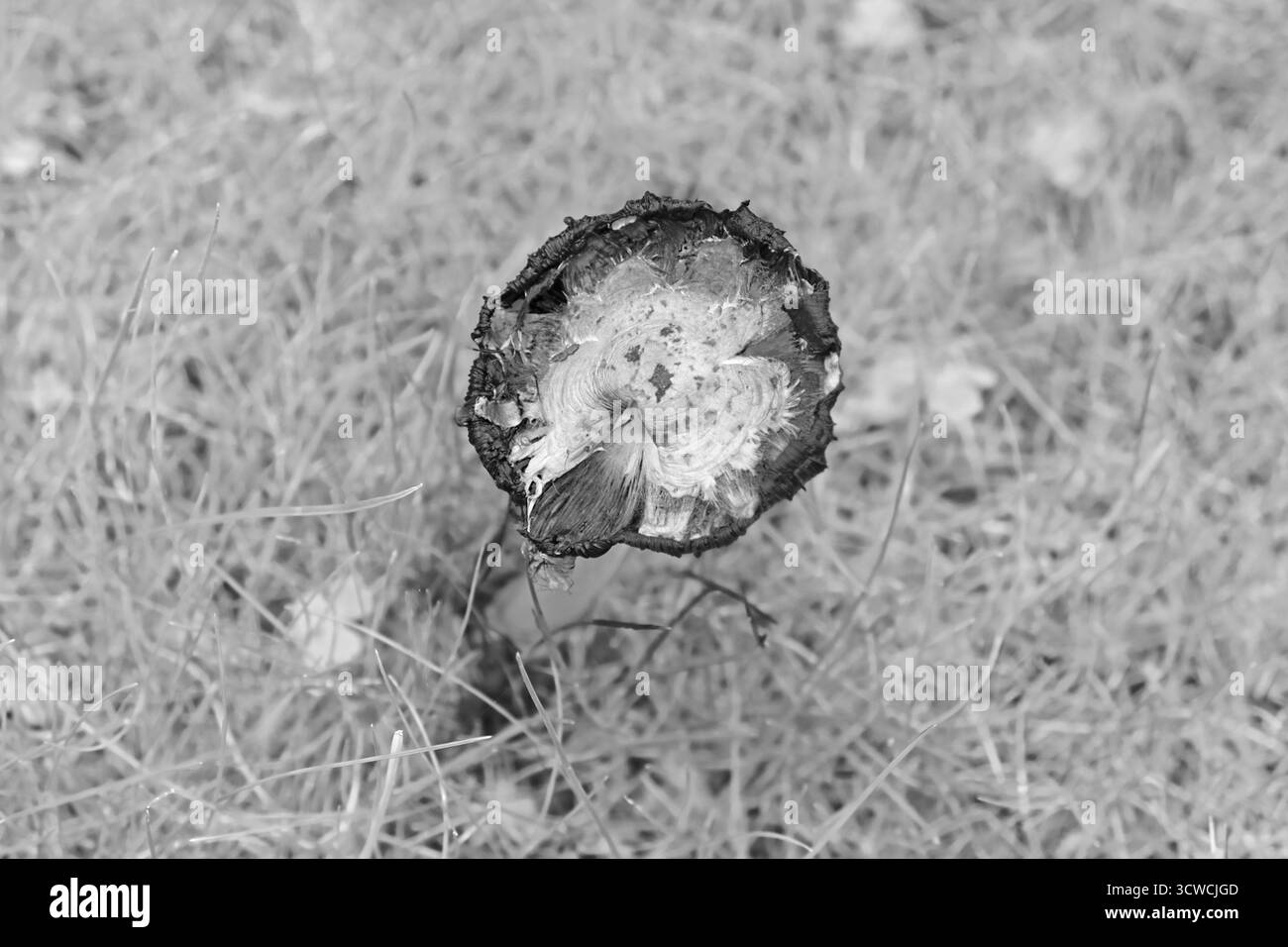 I giorni dell'autunno dei cani in un giardino di campagna inglese. La tua immaginazione riesce a vedere questo cane funghi giocare nella testa di un fungo Inkcap? Foto Stock