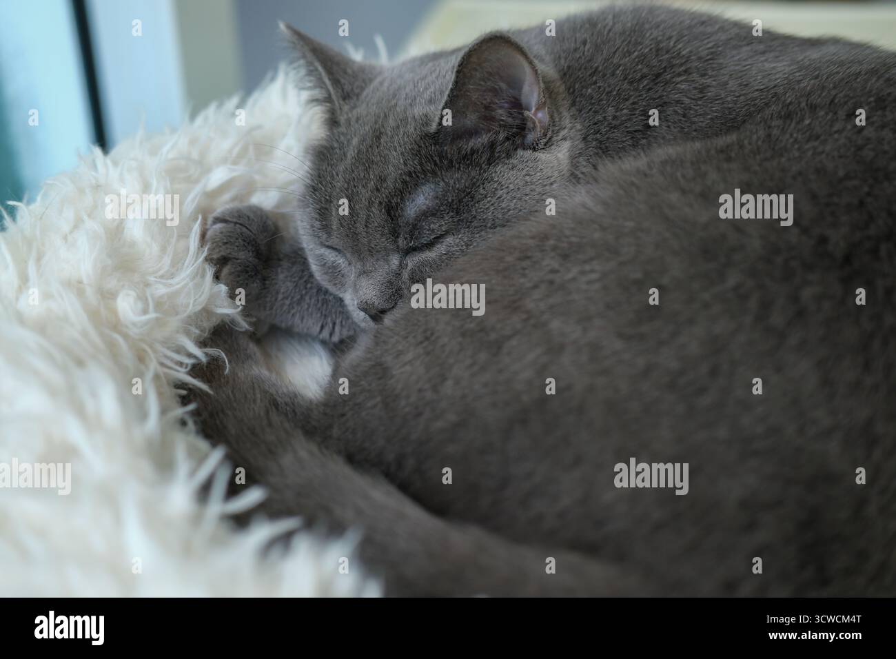 9 mesi di vita British Blue, gatto britannico Shorthair che dorme sul cuscino del letto del gatto Foto Stock