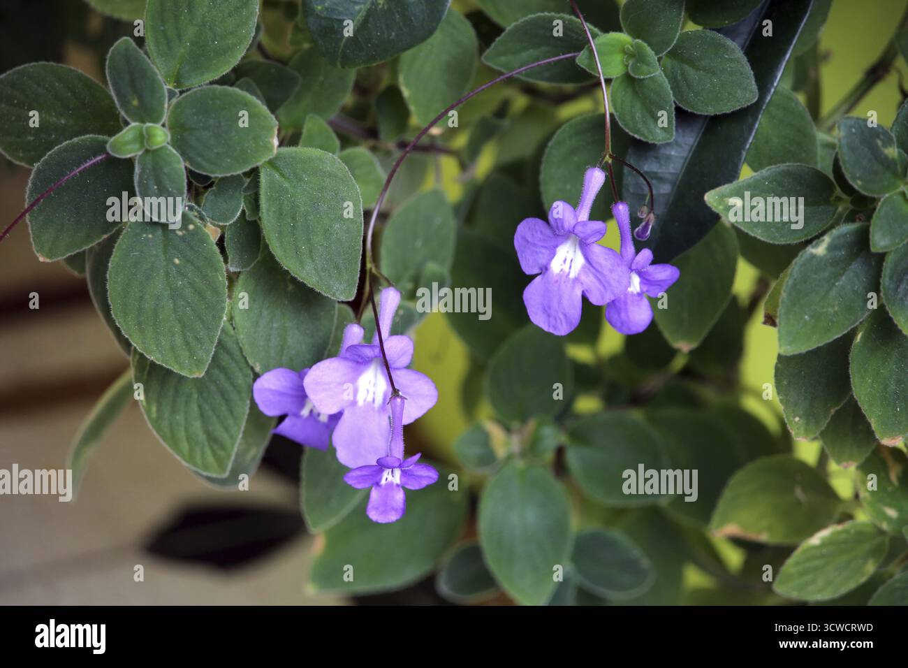 Frutta contorta (Streptocarpus saxorum), Santa Cruz, la Palma, Isole Canarie, Spagna Foto Stock