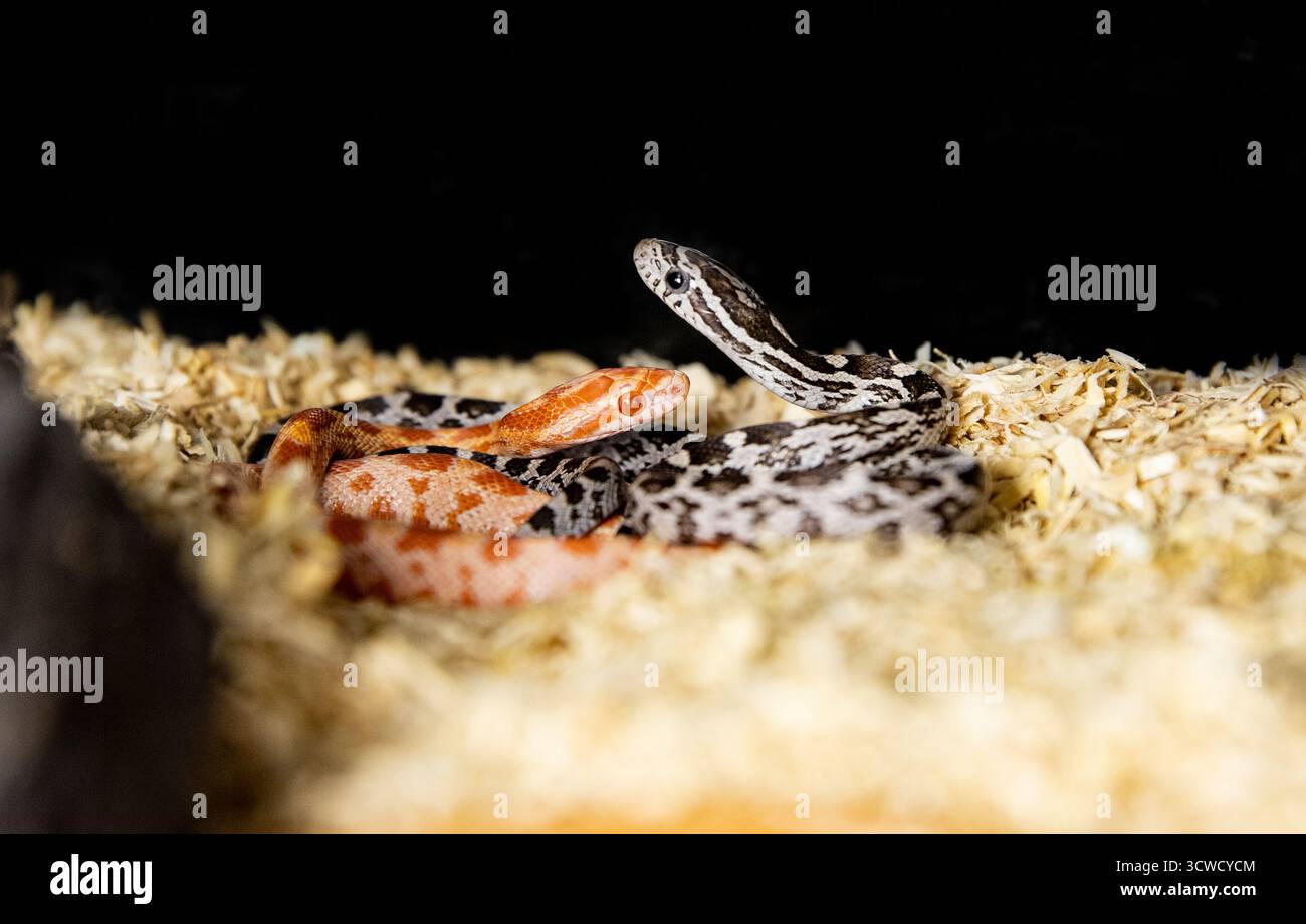 Amore tra due serpenti. Un bel paio di serpenti su sfondo nero con spazio per il testo. Baby Amelanistic Corn Snakes Foto Stock