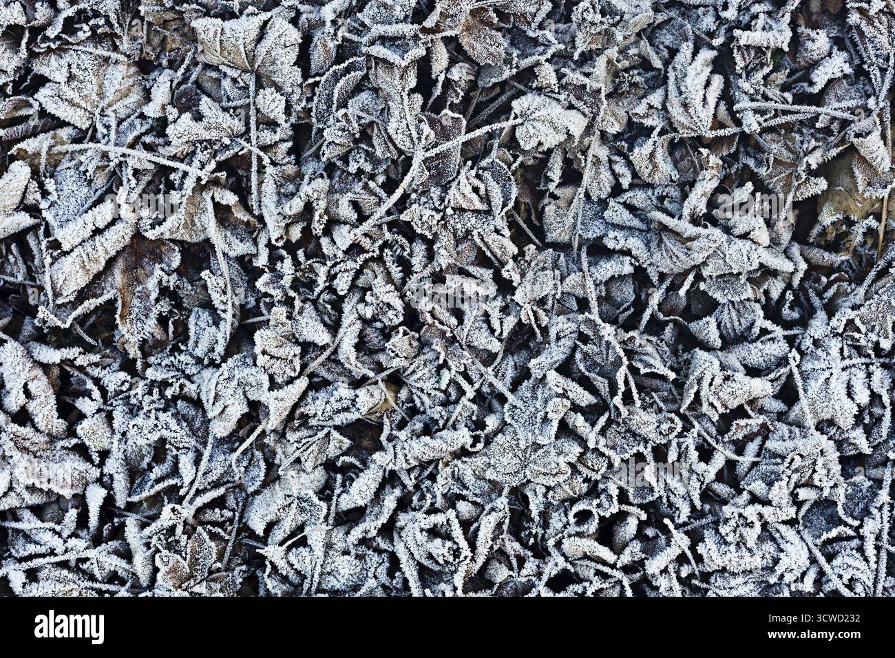 Foglie congelate a terra, ricoperte da un sottile strato di gelo, bassa Austria Austria Austria Foto Stock