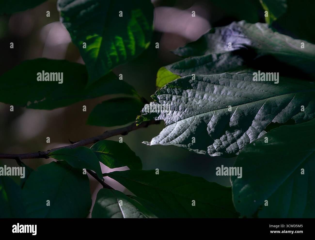 la sua è una fotografia ravvicinata, o macro, di una foglia verde. L'immagine evidenzia la trama e le vene intricate della foglia, Foto Stock