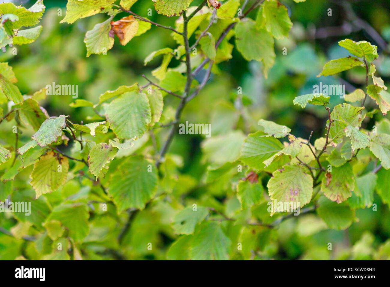 Vista ravvicinata di foglie verdi e gialle su rami sottili su sfondo verde sfocato. Foto Stock