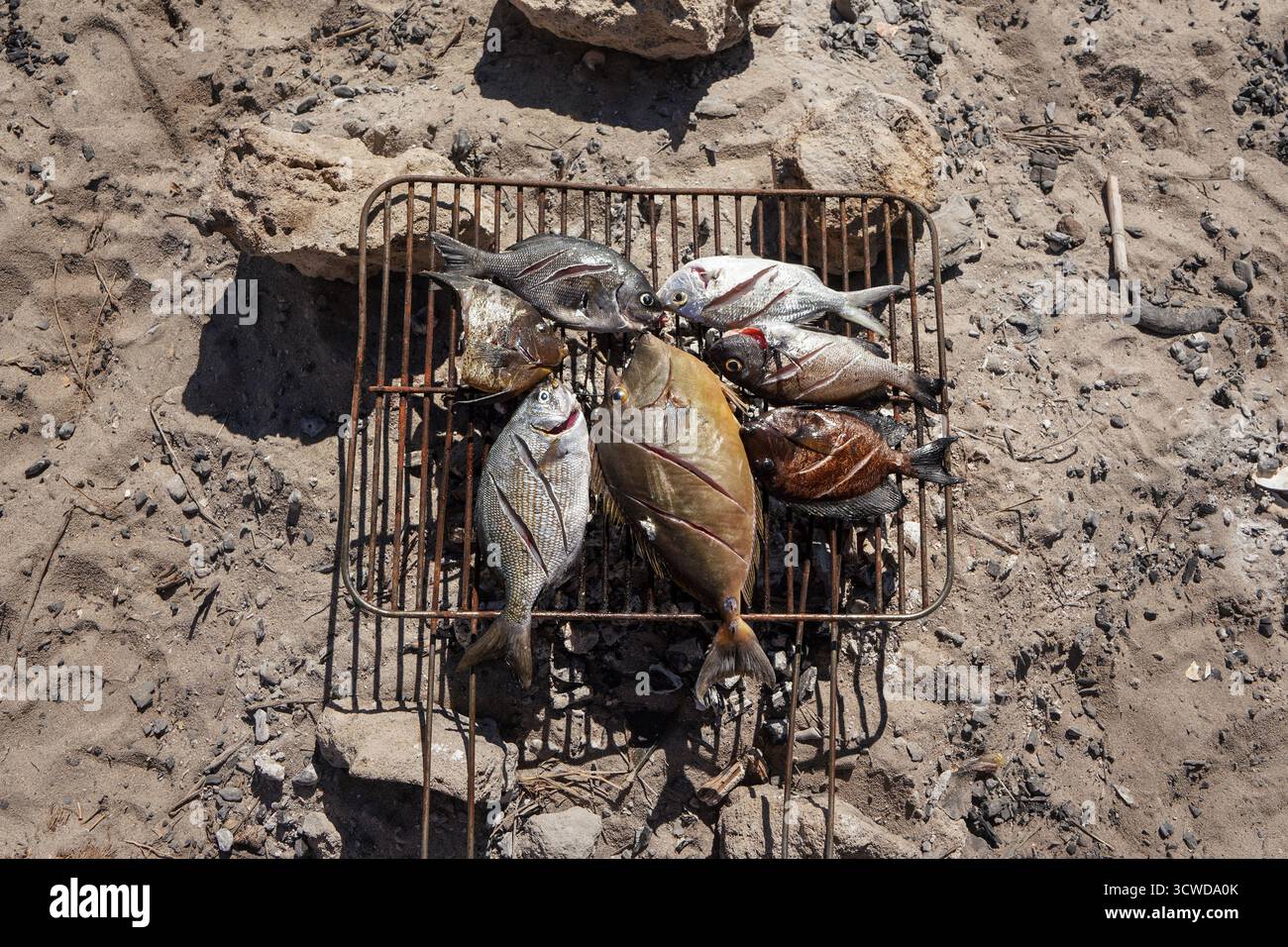 Pesce di mare appena pescato grigliato sul camino in una giornata di sole, primo piano particolare dall'alto Foto Stock