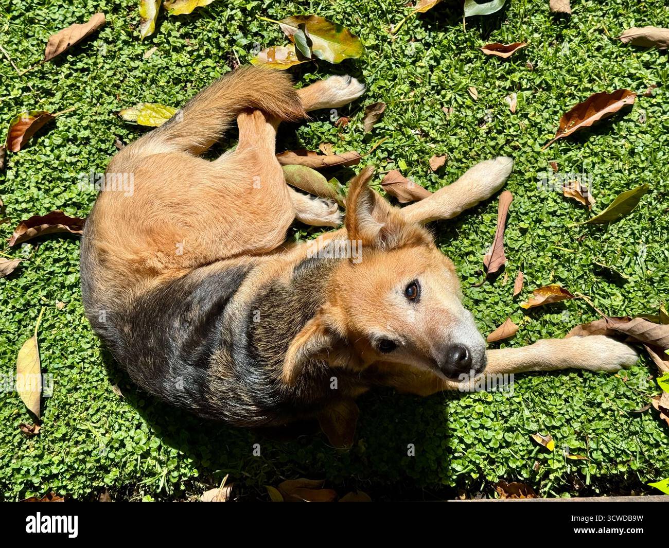 Cane bruno che dorme sull'erba verde alla luce del sole - Immagine stock catturata con smartphone