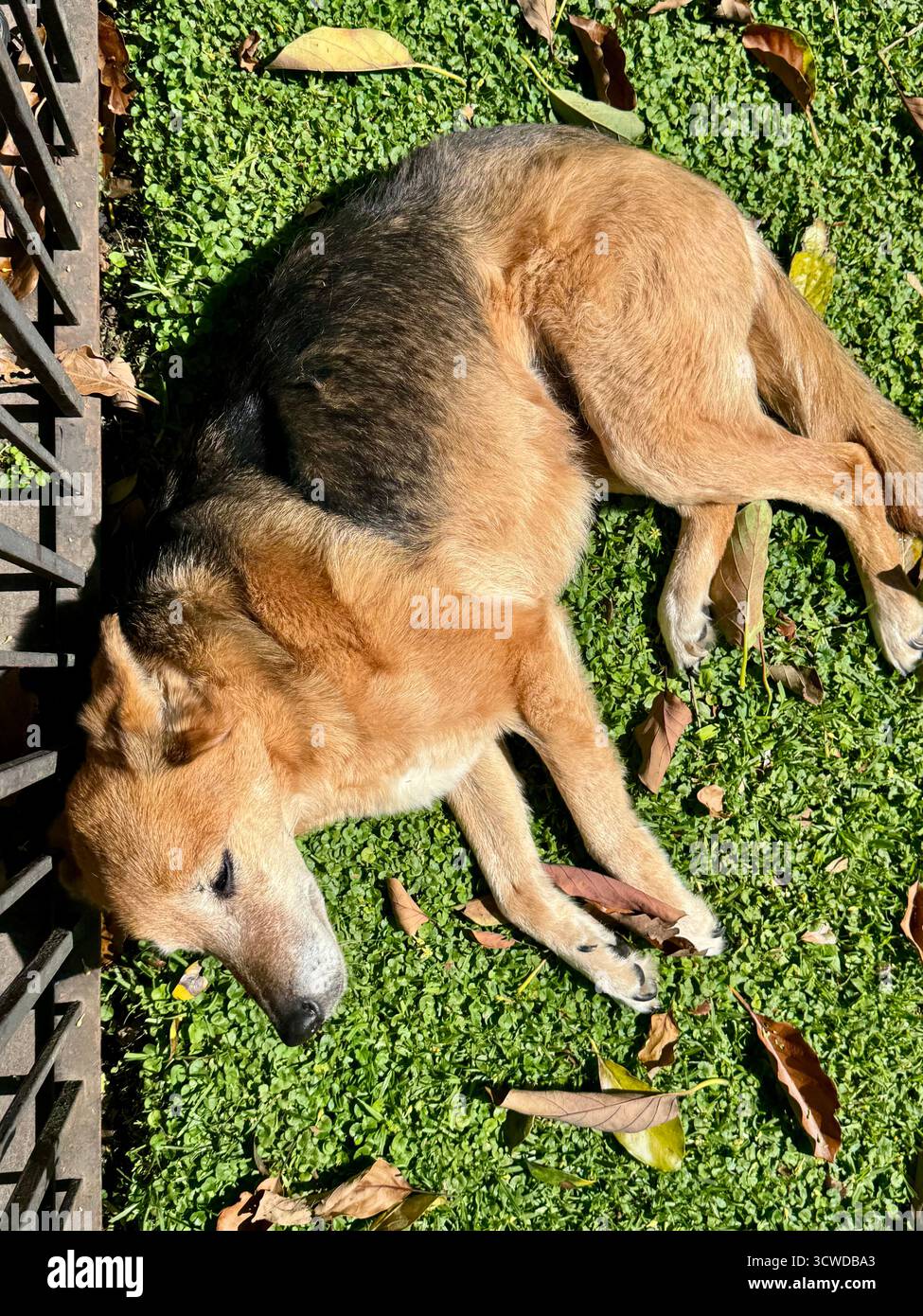 Cane bruno che dorme sull'erba verde alla luce del sole - Immagine stock catturata con smartphone