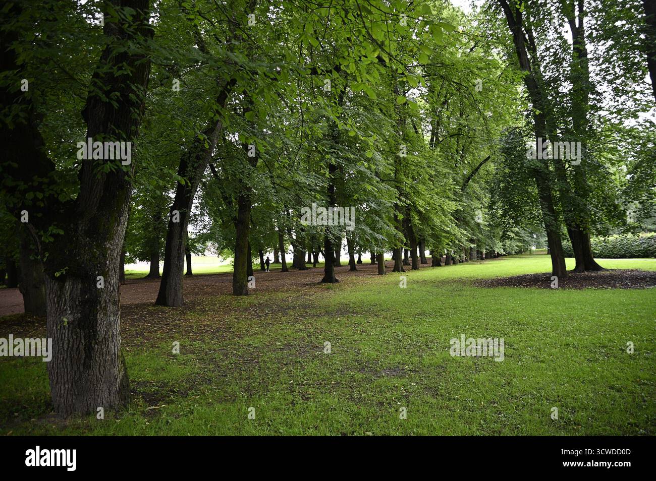 Paesaggio con vista panoramica degli scooter ecologici a Dronningparken, il Parco della Regina di Oslo in Norvegia. Foto Stock