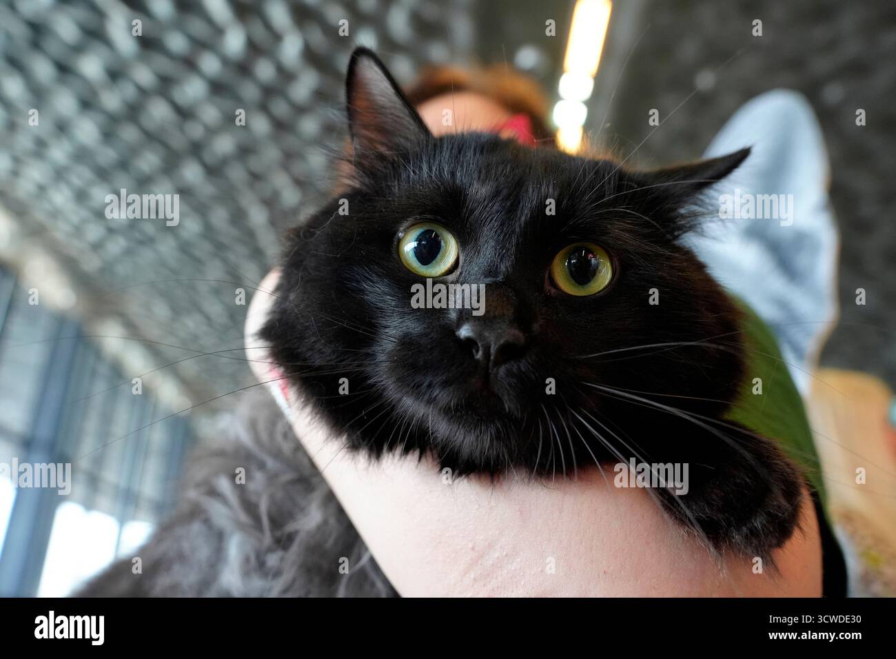 Dettaglio di ritratti in primo piano di un gatto carino nero Foto Stock