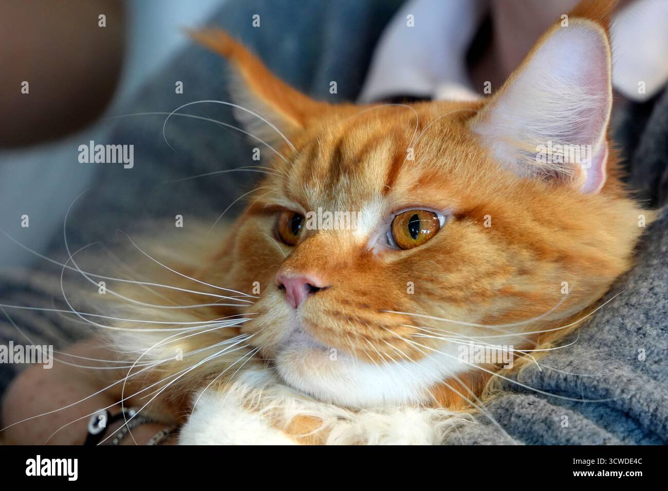 Maine Coon carino gatto primo piano, dettaglio ritratto Foto Stock