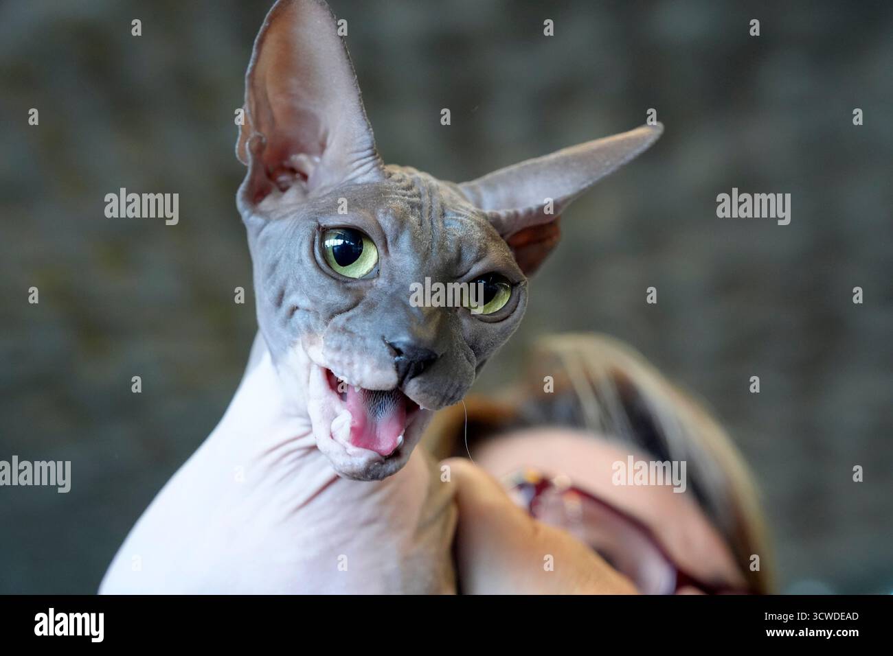 Sfinge carino gatto primo piano con dettagli ritratti Foto Stock