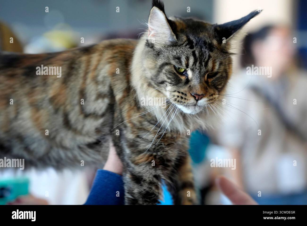 Maine Coon carino gatto primo piano, dettaglio ritratto Foto Stock