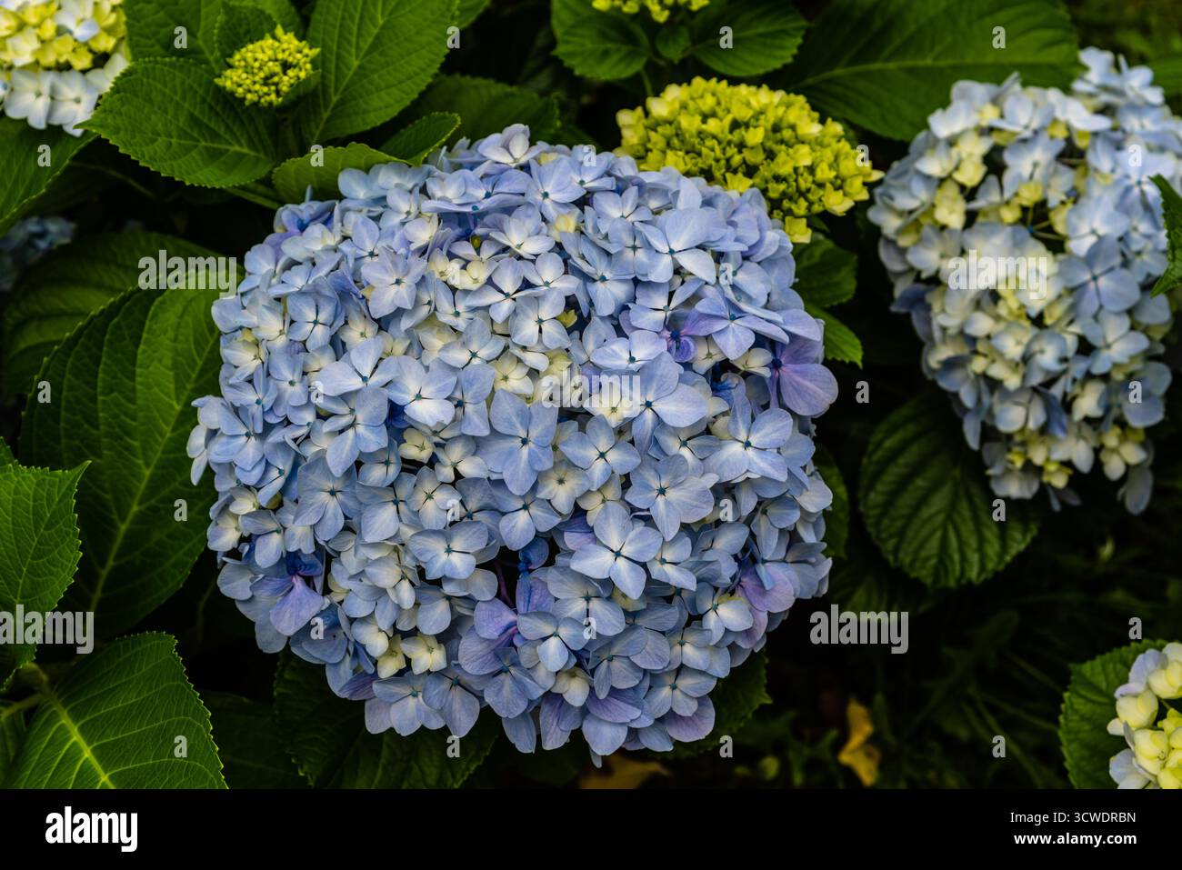 Primo piano di ortensie blu che fioriscono a Sao Miguel, nelle Azzorre, circondate da lussureggianti vegetazioni. Foto Stock