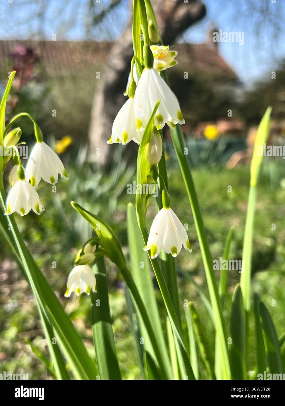 Un mucchio di gocce di neve giganti in un giardino in primavera, in Inghilterra - Immagine stock catturata con smartphone