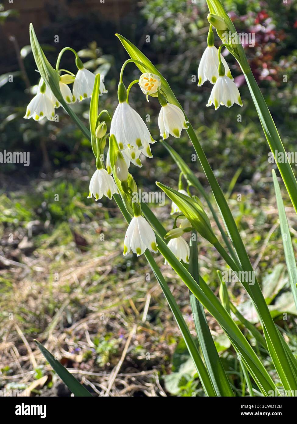 Un mucchio di gocce di neve giganti in un giardino in primavera, in Inghilterra - Immagine stock catturata con smartphone