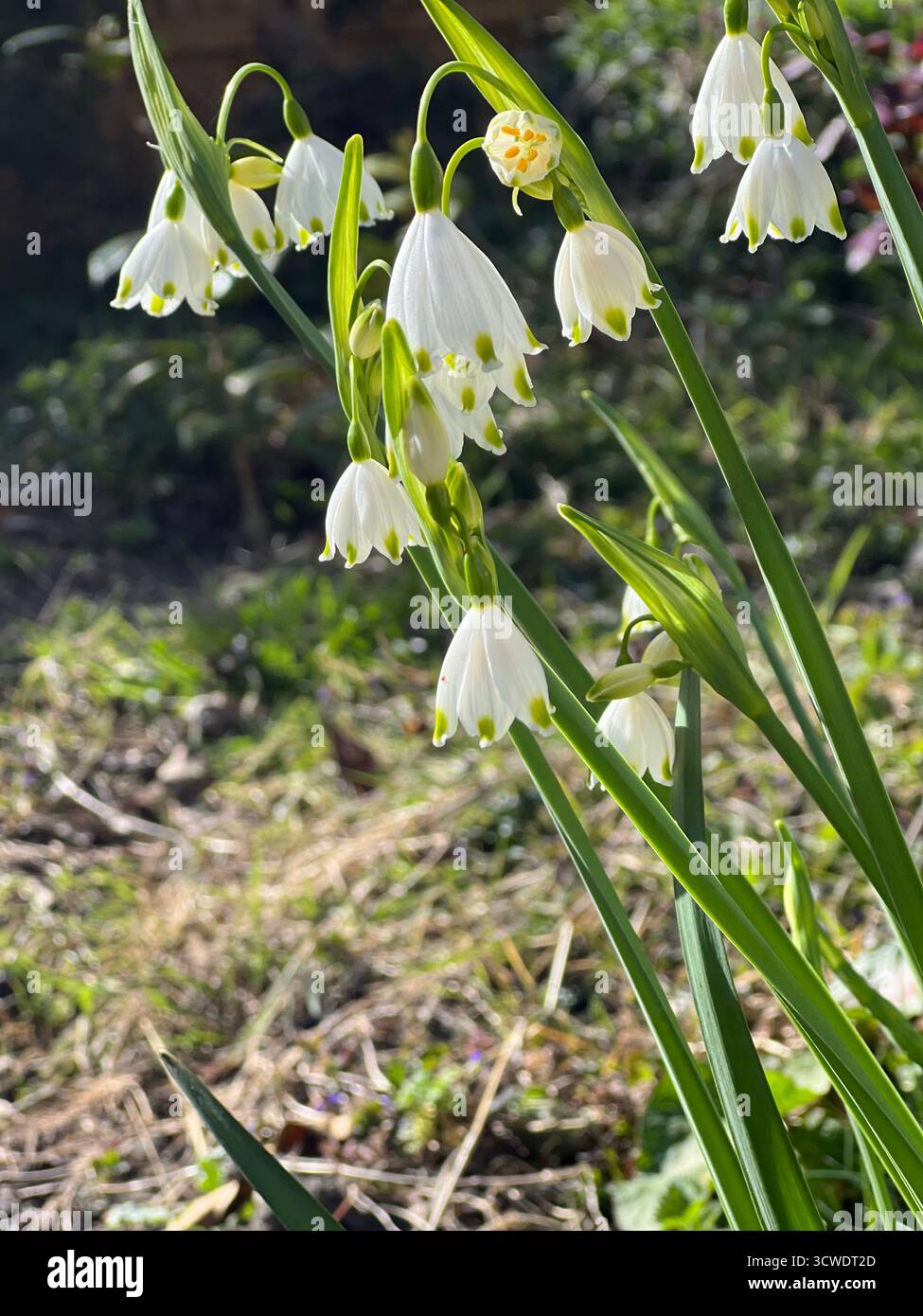 Un mucchio di gocce di neve giganti in un giardino in primavera, in Inghilterra - Immagine stock catturata con smartphone