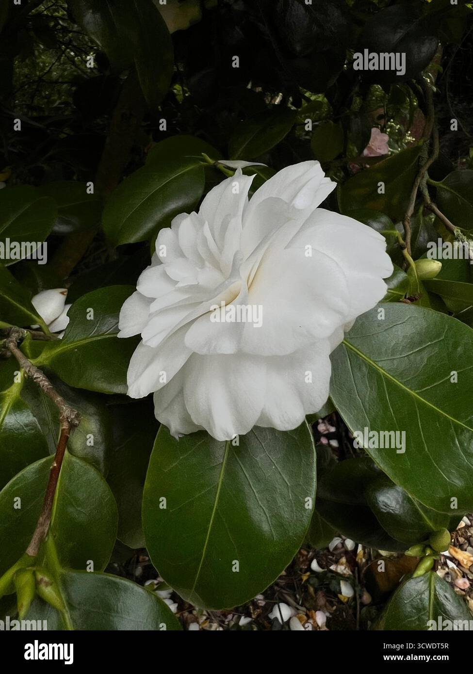 Una foto ravvicinata del fiore di camelia bianca in fiore in un giardino in Inghilterra Foto Stock