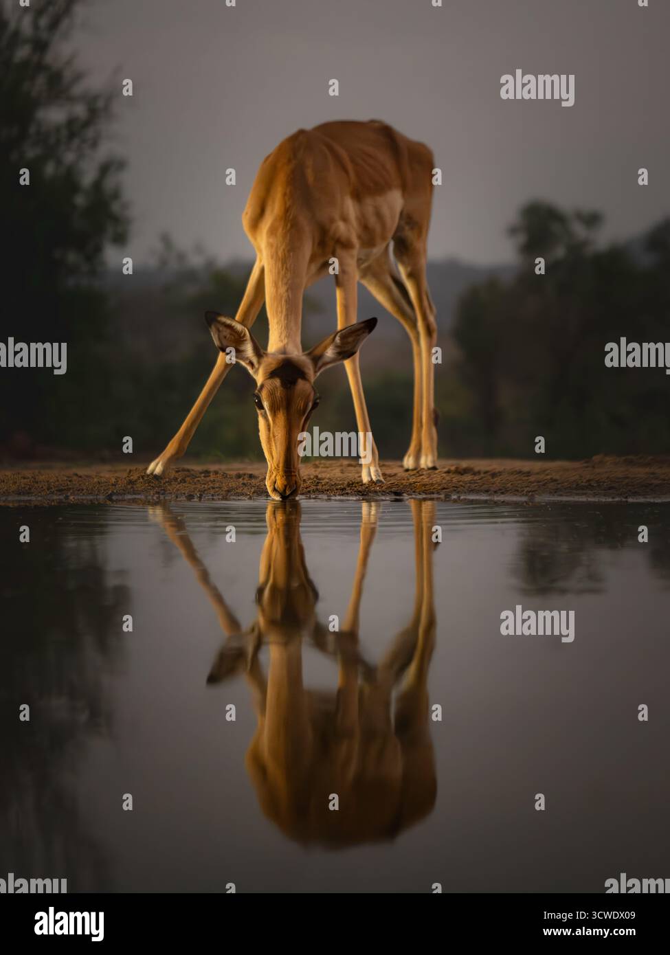 Impala o rooibok (Aepyceros melampus) nella fossa d'acqua in Sud Africa Foto Stock