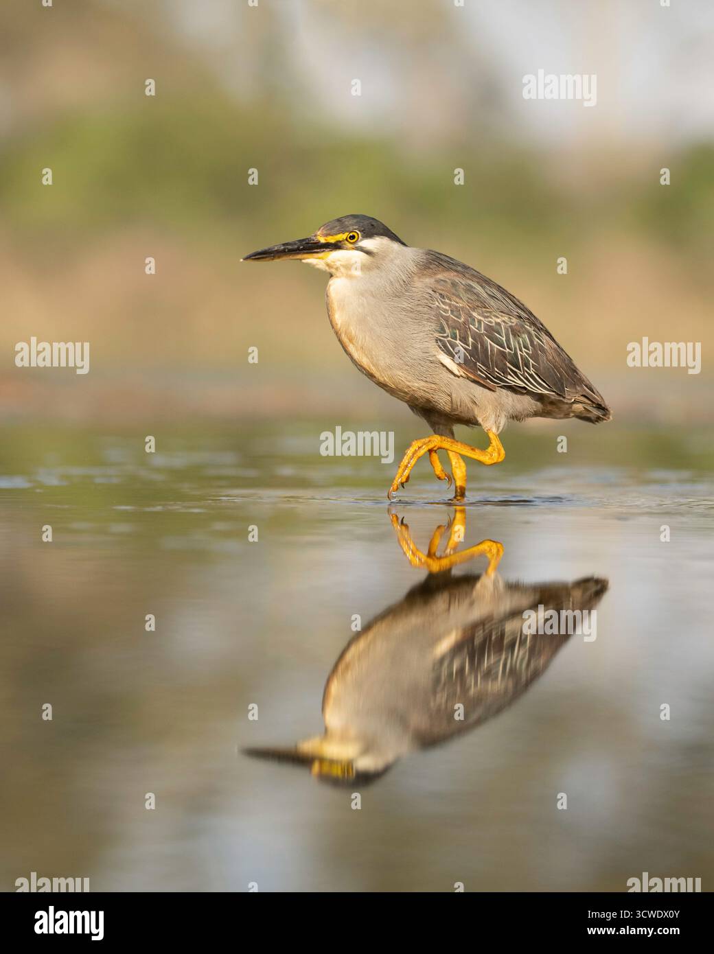 L'airone striato (Butorides striata) noto anche come airone di mangrovia o piccolo airone verde Foto Stock