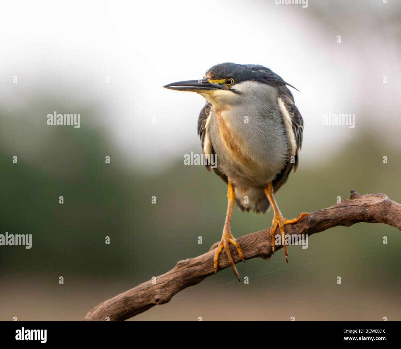 L'airone striato (Butorides striata) noto anche come airone di mangrovia o piccolo airone verde Foto Stock