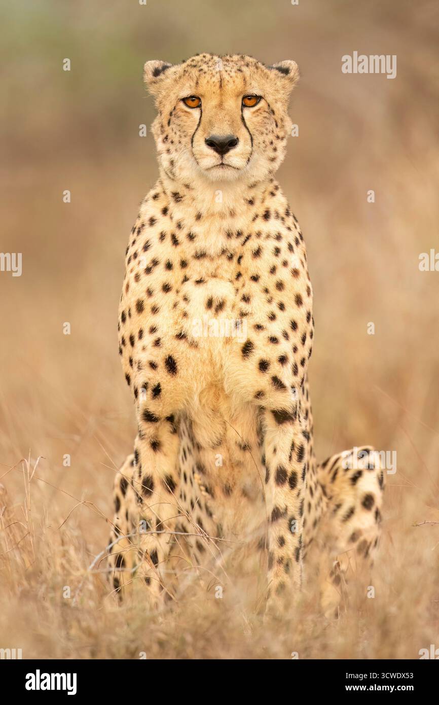 Il ghepardo (Acinonyx jubatus) è un grande gatto e l'animale terrestre più veloce Foto Stock