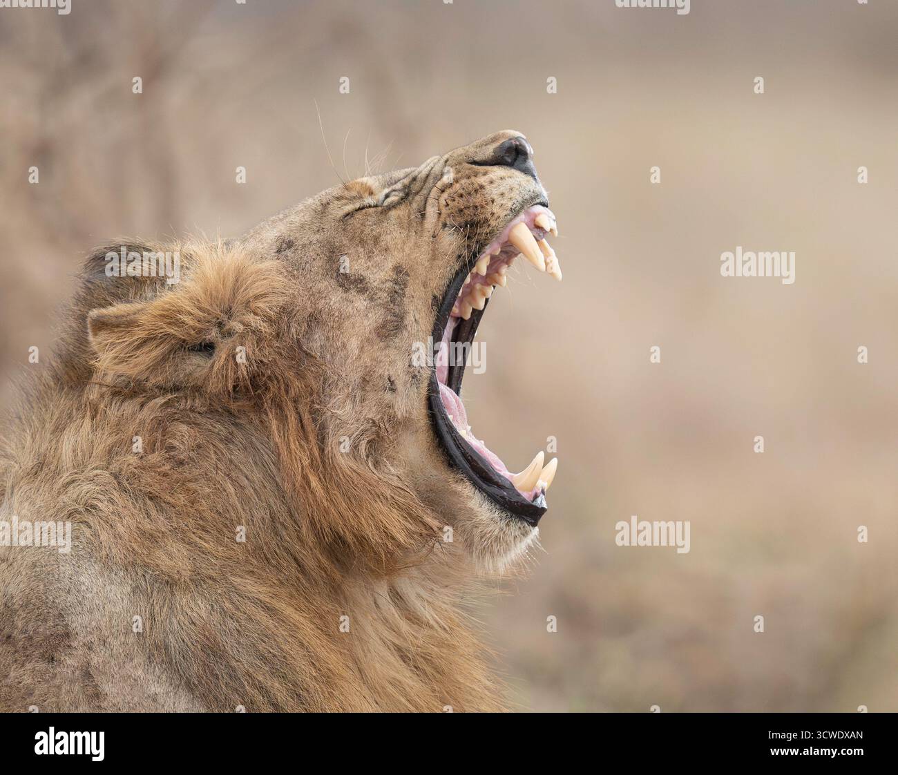 Maschio di leone africano Foto Stock